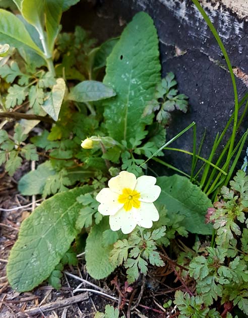 Primrose seeded in the cracks of a pavement by Hannah Foley. All rights reserved (www.hannah-foley.co.uk)