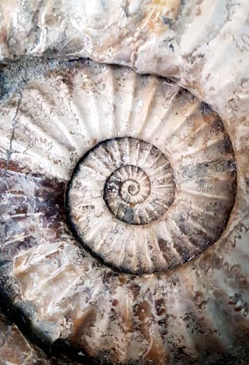 Ammonite at the Charmouth Visitor Centre by Hannah Foley. All rights reserved (www.hannah-foley.co.uk)