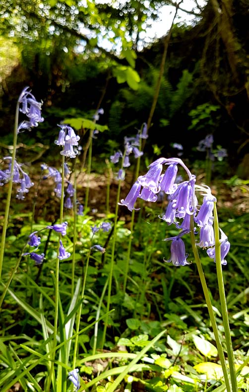 Photograph of bluebells by Hannah Foley. All rights reserved (www.hannah-foley.co.uk)