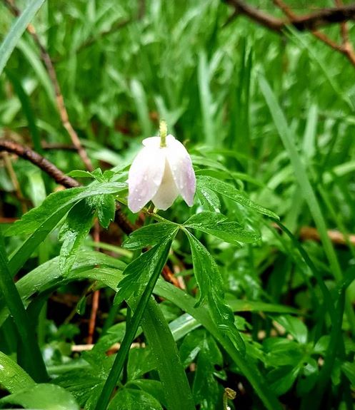 Wood Anemone in the rain by Hannah Foley. All rights reserved (www.hannah-foley.co.uk)